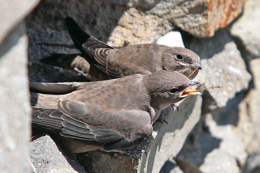 Uno a lui,uno te e uno a me